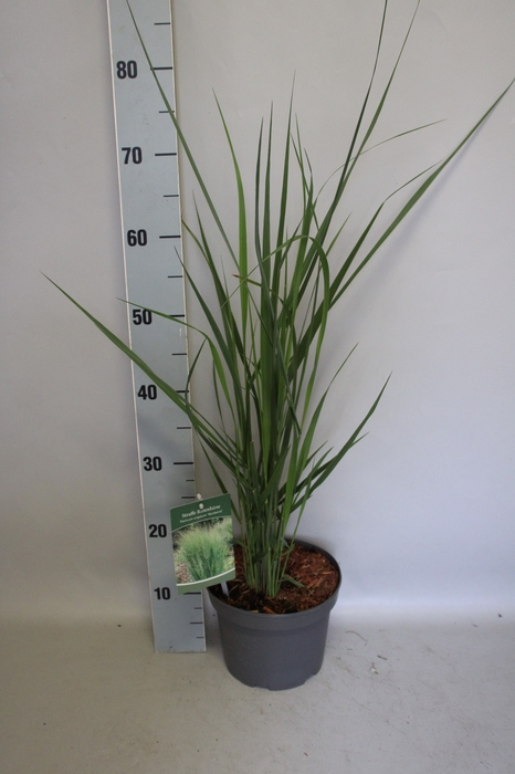 <h4>vaste planten 19 cm  Panicum Northwind</h4>