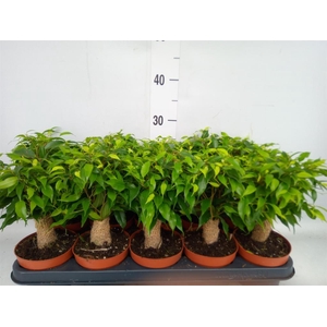 Ficus benja. 'Green Kinky'