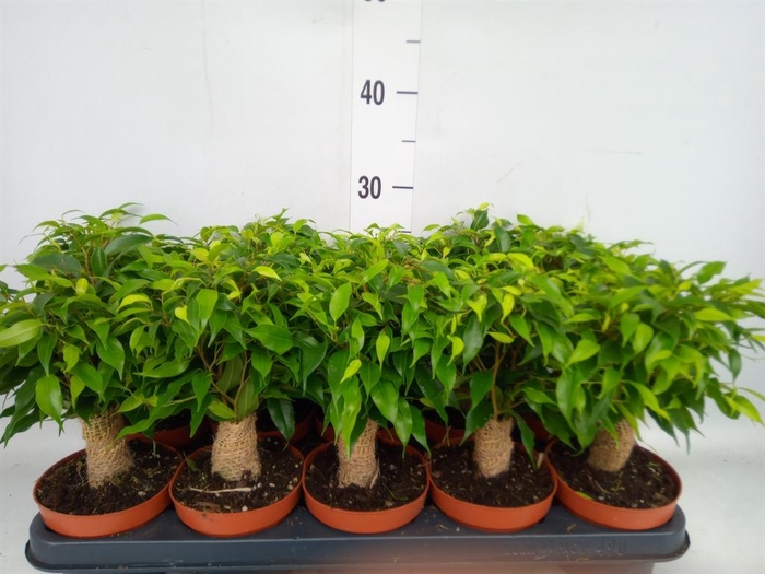 <h4>Ficus benja. 'Green Kinky'</h4>