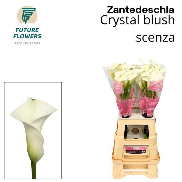 <h4>ZANT CRYSTAL BLUSH</h4>
