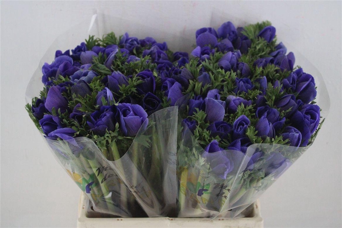 <h4>Anem Mistral Blue</h4>