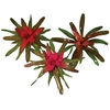 NEOREGELIA VARIADA P14