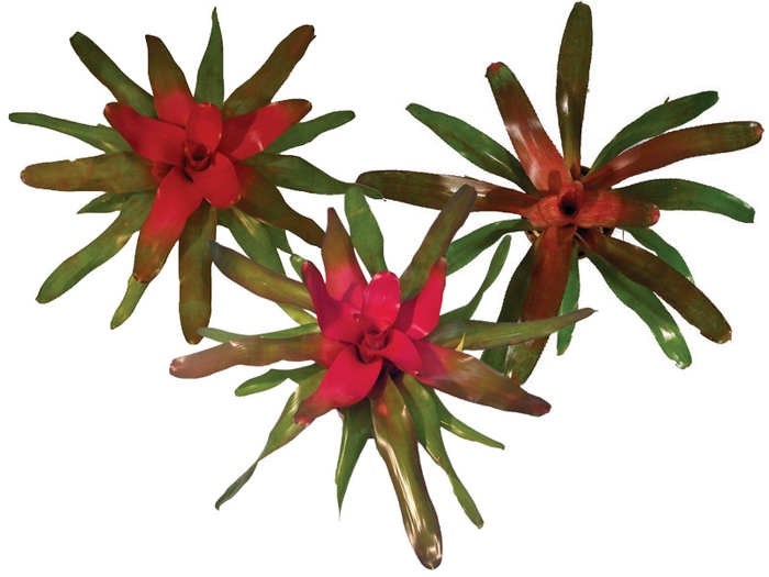 NEOREGELIA VARIADA P14
