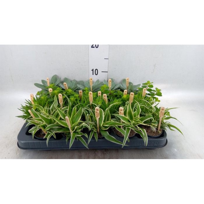 <h4>Planten ..mix</h4>