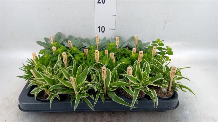Planten  ..mix