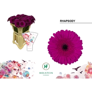 GE MI RHAPSODY Emmer Hoes x80