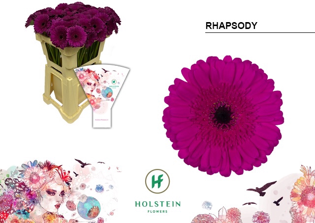<h4>Germini Rhapsody Water</h4>