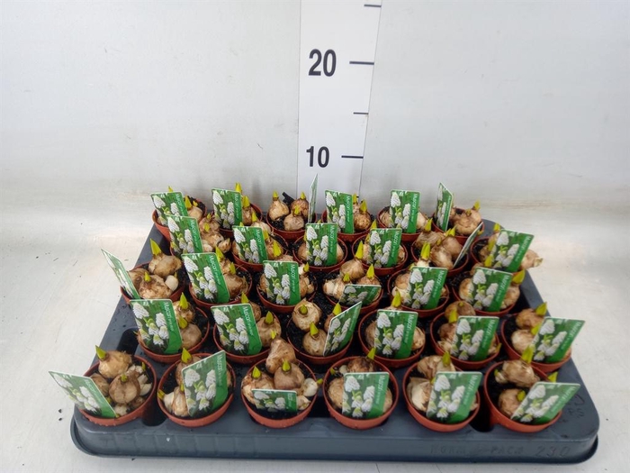 <h4>Muscari  'Magic White'</h4>