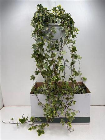 <h4>Hed He Goldchild</h4>