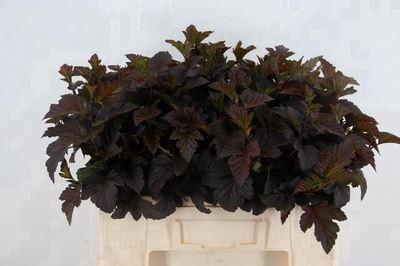 <h4>Physocarpus opul. 'Diabolo'</h4>