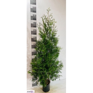 THUJA O BRABANT