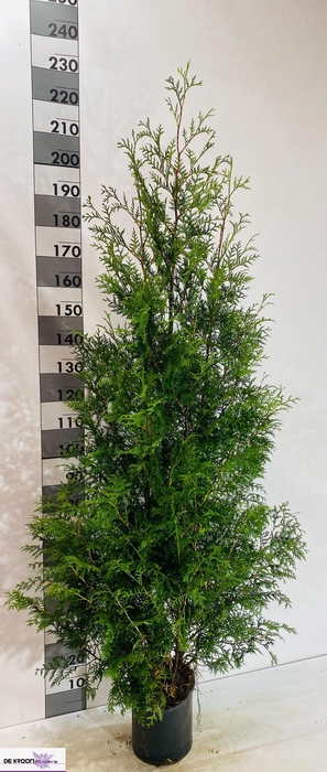 <h4>THUJA O BRABANT</h4>