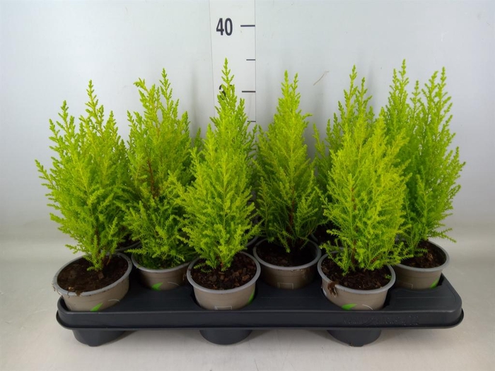<h4>Cupressus macro. 'Goldcrest Wilma'</h4>