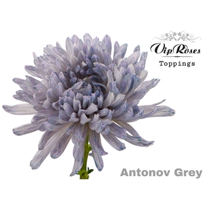 CHR G ANTONOV GREY