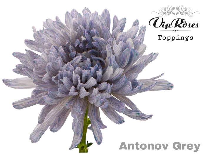CHR G ANTONOV GREY