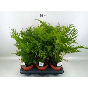 Pteris straminea