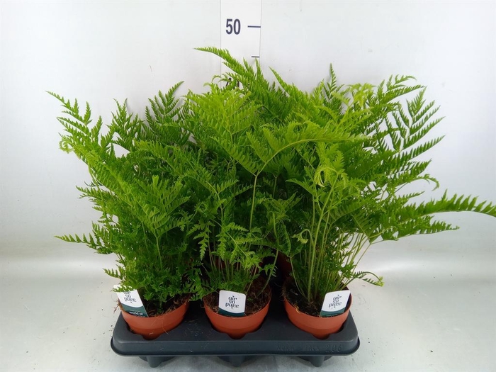 <h4>Pteris straminea</h4>