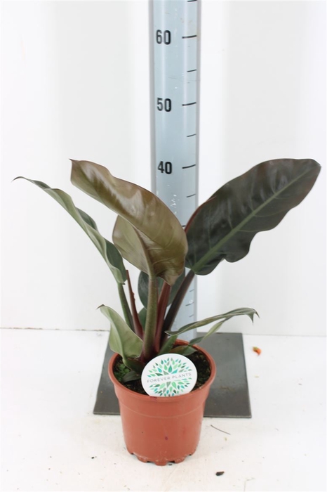 Philodendron Imperial Red P17