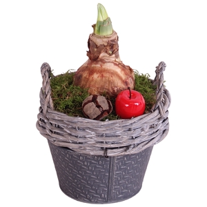 Bulbs Winter Arr. Amaryllis Willow Basket Round Zinc Bottom 1PP