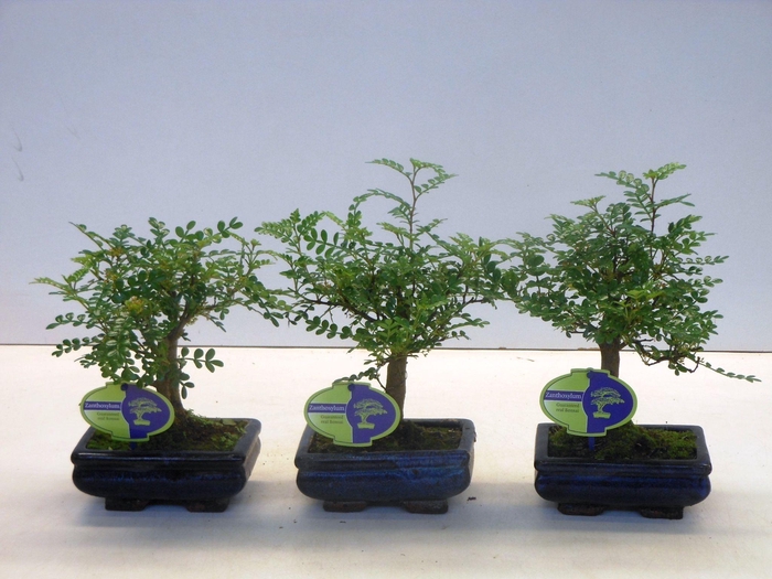 <h4>Zanthoxylum piperitum, 15cm., broom, without dip tray</h4>