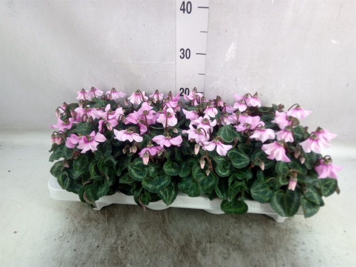 <h4>Cyclamen KL 'Petticoat'</h4>