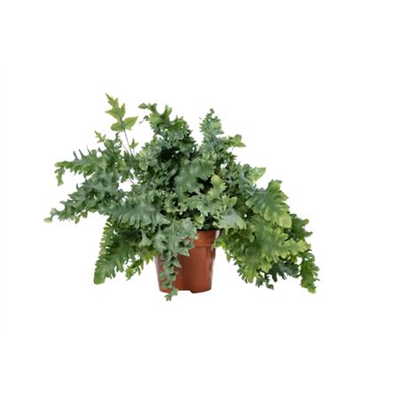 <h4>Phlebodium Davana</h4>