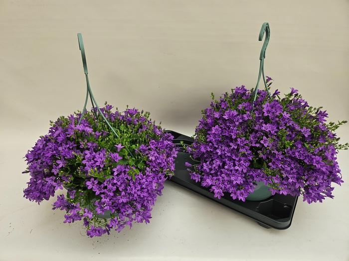 <h4>CAMP POR AMBE PURPLE</h4>