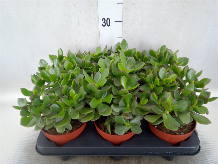 <h4>Crassula  'Minova Magic'</h4>