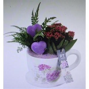 2266 IND XL KOP/SCHOTEL