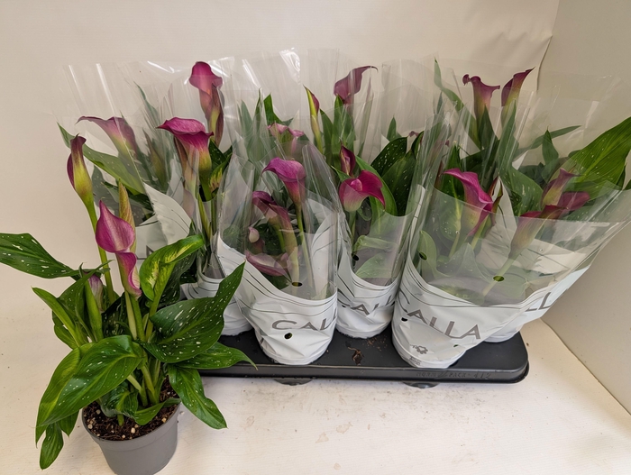 <h4>ZANT GARNET GLOW</h4>