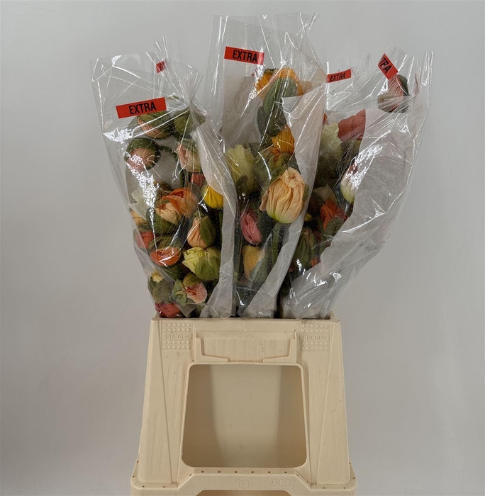 <h4>PAPAVER EXTRA MIX</h4>