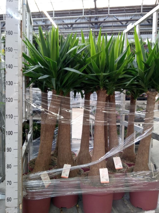 <h4>Yucca elephantipes   ...</h4>