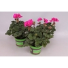 Pelargonium zonale Mojo Violet