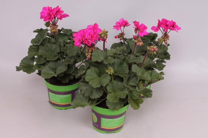 Pelargonium zonale Mojo Violet