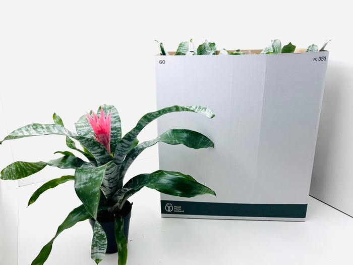 <h4>AECH FAS PRIMERA</h4>