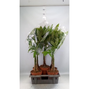 Pachira aquatica