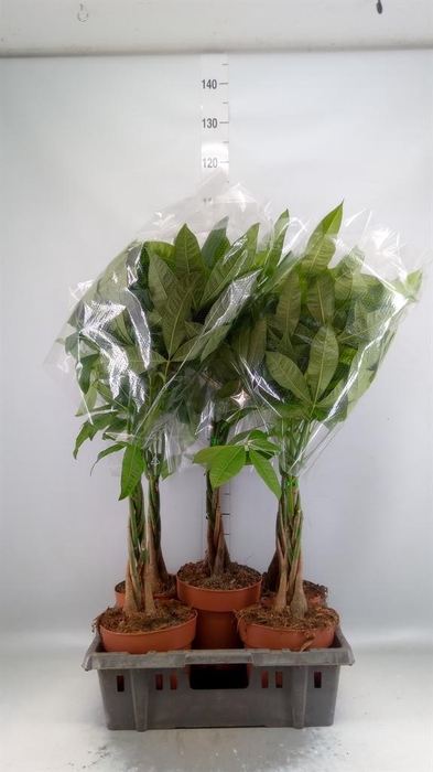 <h4>Pachira aquatica</h4>
