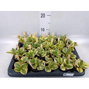 Peperomia obt. 'Obtipan Bicolor'