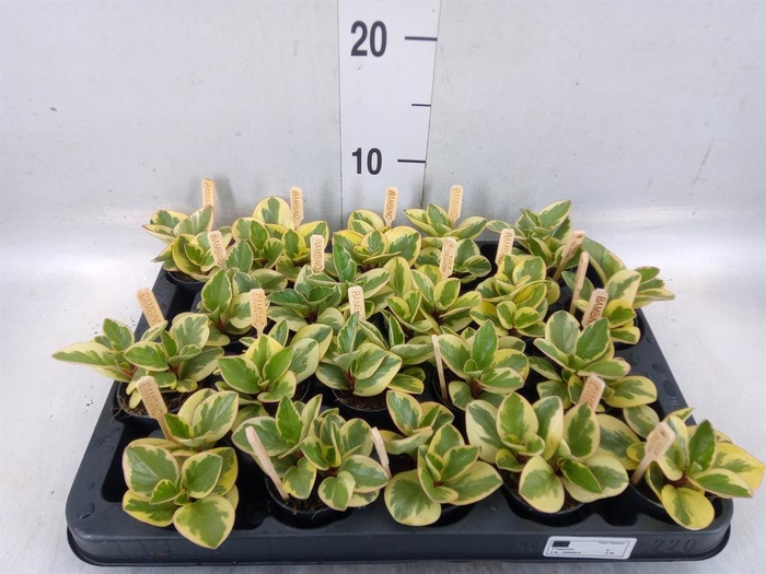 <h4>Peperomia obt. 'Obtipan Bicolor'</h4>
