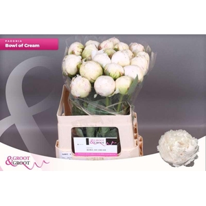 Paeonia Bowl Of Cream