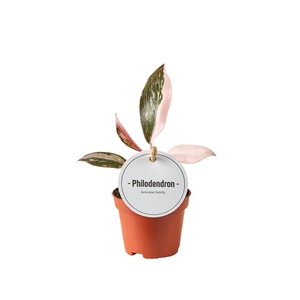 Philodendron Pink Princess