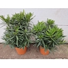 Nerium Oleander struik diverse kleuren