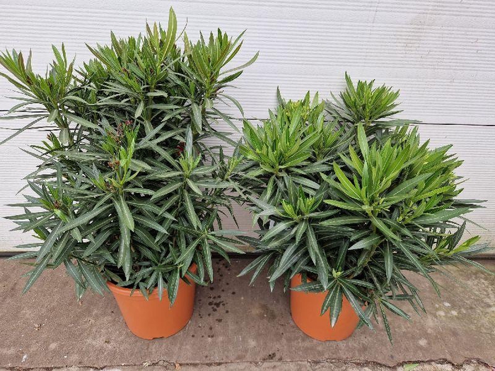 Nerium Oleander struik diverse kleuren