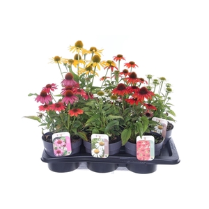 Echinacea purp. Sombrero mix