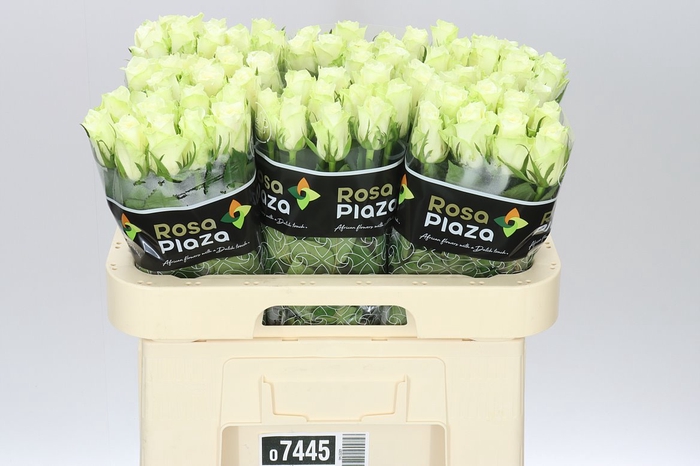 <h4>Rosa Gr Athena</h4>