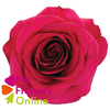R Gr Queenberry Hot Pink 50cm CO