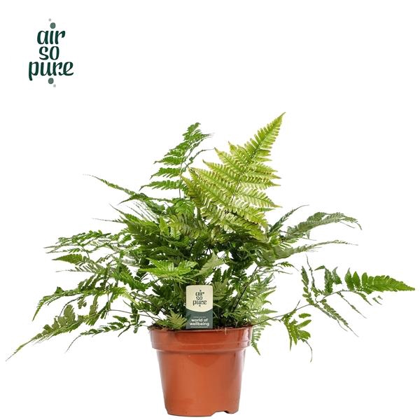 <h4>Dryopteris erythrosora</h4>