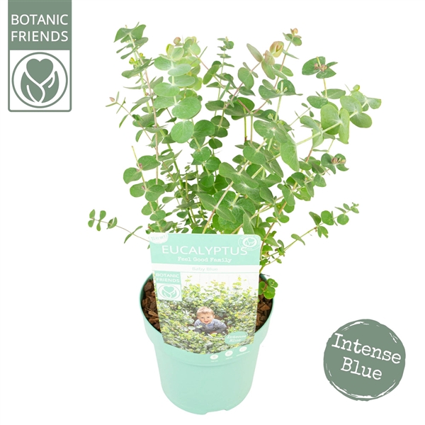 <h4>Eucalyptus pul. 'Baby Blue'</h4>