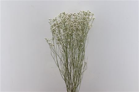 <h4>Dried Limonium Diamond White Bunch</h4>