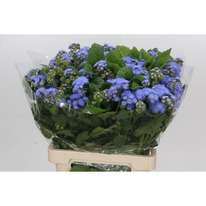 Ageratum Blue Planet